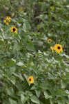 Cucumberleaf sunflower